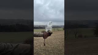 Gyrfalcon  ||  #birds #eagles #americanbird