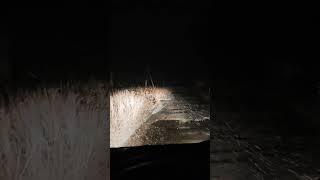 Night, street, lamp, drugstore, Meaningless and dim light. Live at least another #jobs