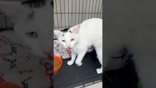 Video of adoptable pet named Subie (FC#04/14/2025 - 153)