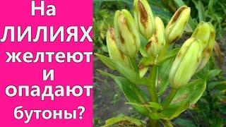 ЛИЛИИ НЕ ЦВЕТУТ? БУТОНЫ ОПАДАЮТ? Выясняем причину и способы устранения.