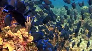 How to cryopreserve fish embryos and bring them back to life - Headline Science