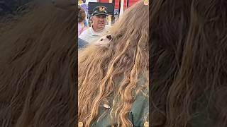 Opossum core#opossum #opossumsoftiktok #tiktok #fyp #fypシ #funnyanimals #funnyvideos