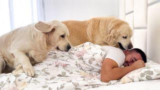 Waking Up My Husband with the Help of Two Golden Retrievers!