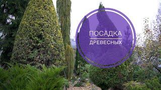 КАК САЖАТЬ ДРЕВЕСНЫЕ РАСТЕНИЯ
