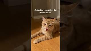 “傻”猫与“蠢”狗的搞笑日常Funny Cat&Dog卅九