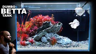 Dumbo Betta Tank: AMAZING Red Plant Aquascape Tutorial