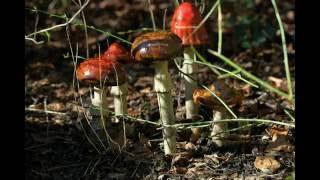 Eco-touristfarm De Biezen Aarle-Rixtel