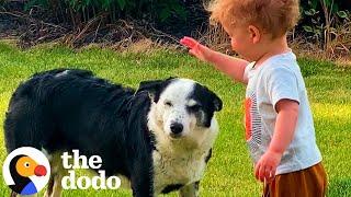 Lost Dog Shows Up On Family Farm | The Dodo