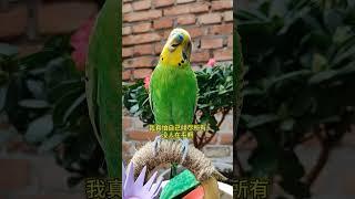 #国庆气氛组已就位 #带着宠物去赏花  #parrot