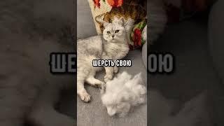 А как зовут твоего пушистого аристократа?#Смешныекоты #кот #смешноевидео