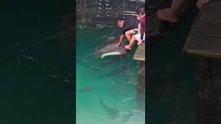 Ang lalaki ng mga isda at pwede pala ito hawakan? #viral #wow #beach #amazing #adventure #travel