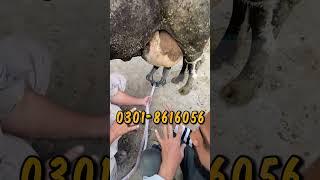 Bucket Milking System Install | 4 Bucket 4 Cluster Milking System | #bms #bucketmilkingsystem