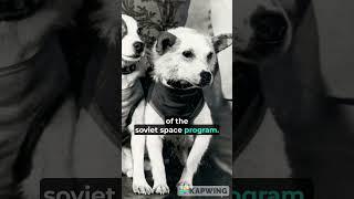 Belka and Strelka #dog #cosmos  #facts #shorts