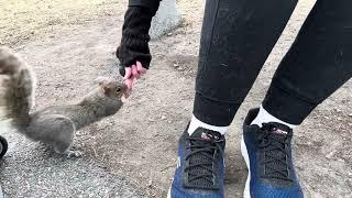 Watch the squirrel whisperer of Cynthia Beaumont hand feed wild squirrels