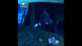 Antalya Aquarium |derin dünya | deep world!