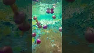 My village flower beautiful view #shorts #shortvideo #youtubeshorts #trending #viralvideo #nature
