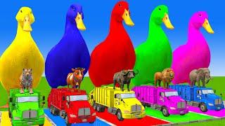 5 Giant Duck Cartoon,Cow,Elephant,Tiger,Lion,Dinosaur,Paint Wild Animals Crossing Fountain Animation