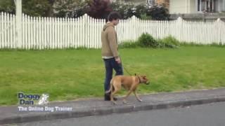 The Online Dog Trainer from Doggy Dan - How to Stop Your Dog Pulling on the Leash