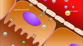 USMLE® Step 1 High Yield: Nephrology: Renal Tubular Acidosis