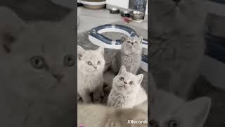 Cute kittens [ pls sub ]