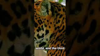 The Jaguar: King of the American Forests#animals