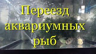 Экстремальный незапланированный срочный переезд аквариумных рыб. Перевозка аквариума.