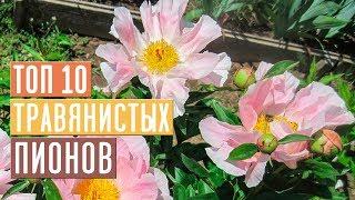 ПИОНЫ  Обзор 10 лучших сортов для посадки в саду / Садовый гид