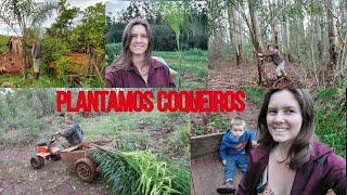 Vlog, Buscamos e plantamos coqueiros, como ficou? Cris Rotina na Roça