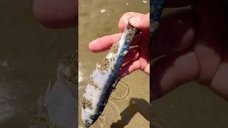 These Will INFEST You at the Beach! #animals #nature #shorts