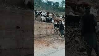 Kashmir, Goat herd