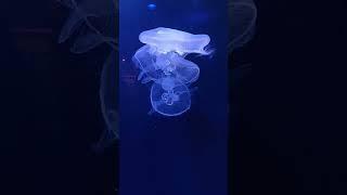 Jellyfish