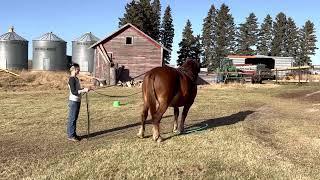 @clearviewstockfarm  Ground Driving Obstacles, B Bar Sheba