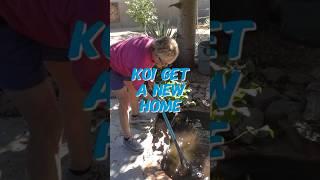 koi are loving their new pond! #shorts