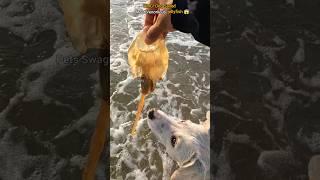 WOW! Dog Saved Most Venomous jellyfish | My Doggy is Great 