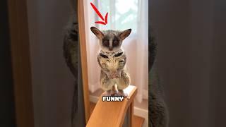 Adorable Galago Tiny Bush Baby Friend!  #AnimalFacts #Wildlife #galago