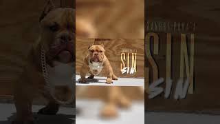 #exoticbullys #saintson #(SIN)#foryou #puppy #bestfriend #microbully #
