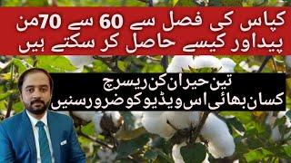 How to increase Cotton Crop Yield|How to gain the Maximum Yield of Cotton Crop|CottonCropHighYield