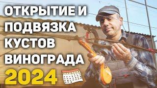 Открытие и подвязка кустов винограда - 2024