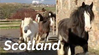 Feel Like You're There With The Blackstone Clydesdales