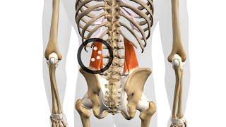 Exploring the Quadratus Lumborum: Understanding Trigger Point Locations for Better Muscle Health