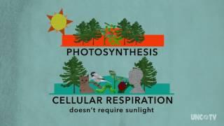 Plant Respiration | Sci NC | PBS North Carolina