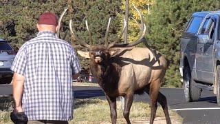 Huge Bull Elk in Estes Park Colorado