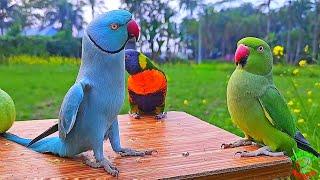 Funny Parrot Videos Compilation | Parrot Talking