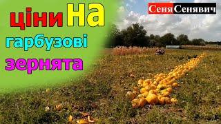 Ціна гарбузового насіння, та як легко можна заробляти в селі НІЧОГО НЕ РОБЛЯЧИ!!!