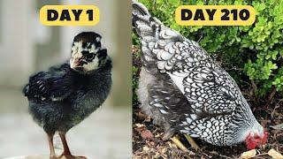 Silver Laced Wyandotte Chickens Growth Day by Day | Chicken Growth Time Lapse | Chicken Time Lapse