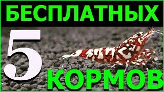 5 ДЕШЕВЫХ И БЕСПЛАТНЫХ КОРМОВ ДЛЯ АКВАРИУМНЫХ КРЕВЕТОК.КОРМ ДЛЯ КРЕВЕТОК.