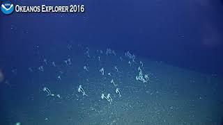 EX1605L1 Dive 19 May 10 2016 Hour 5 Bottom Okeanos Explorer ROV Dive