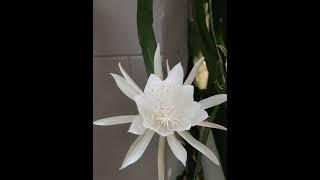 Beautiful white flower for you.#justmeneena