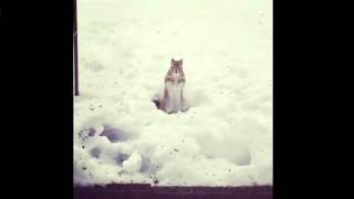 Dancing squirrel in the snow