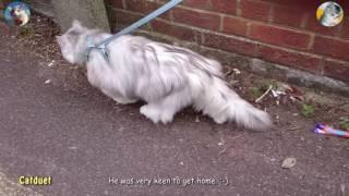 Casper, Ragdoll X Chinchilla Silver Walking on Leash After Annual Booster 10 06 16